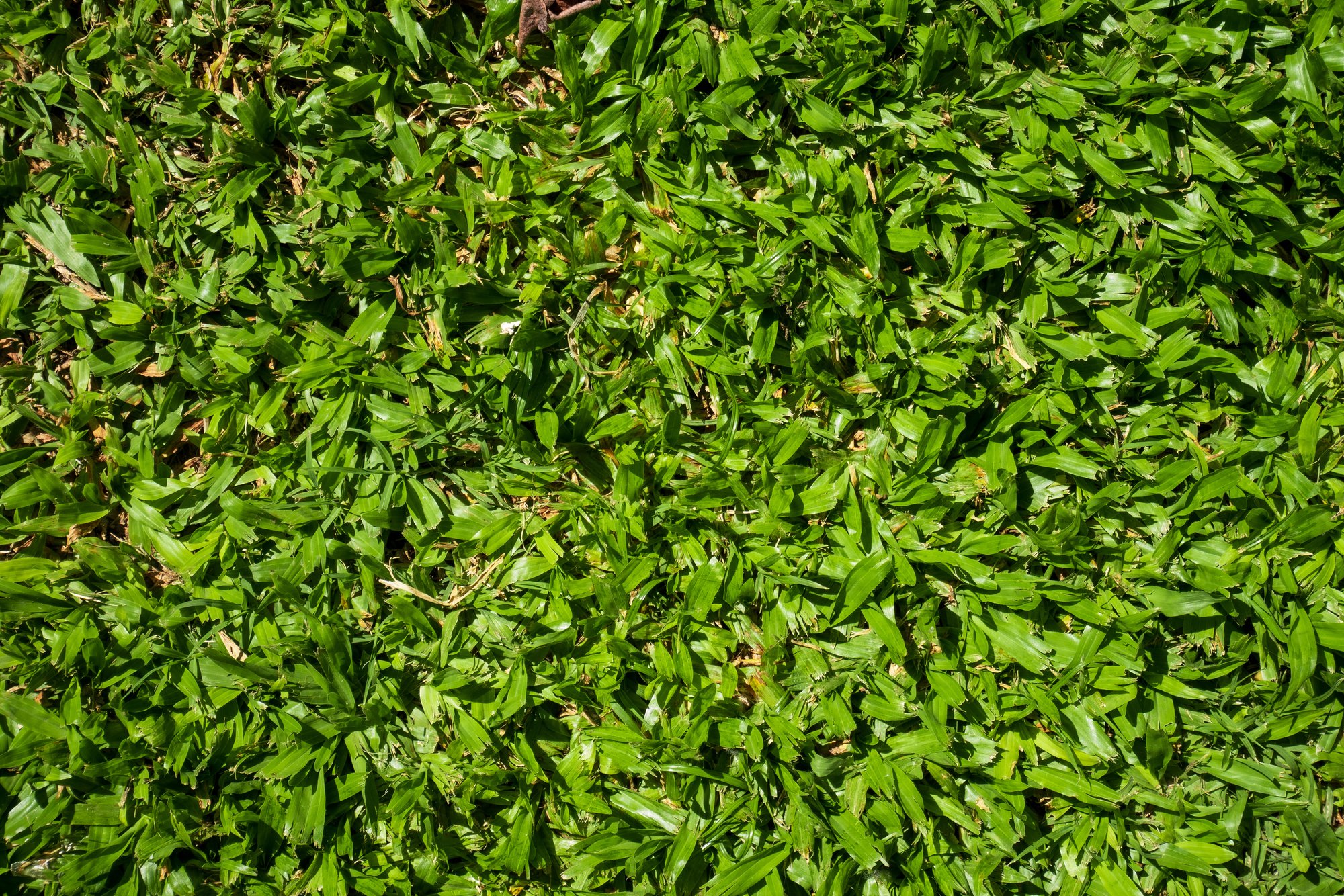 cesped-grama-bahiana